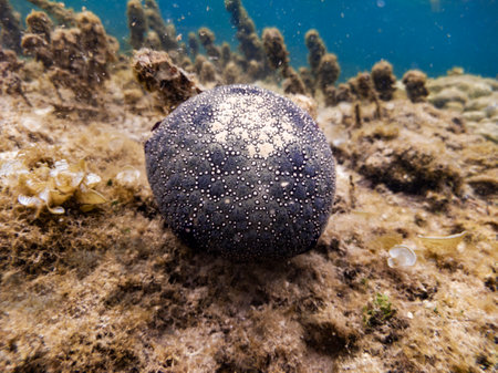 Starfish underwaterの写真素材