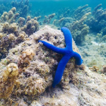 Starfish underwaterの写真素材