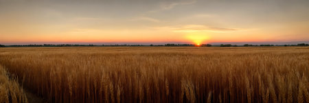 Tranquility of a vast wheat field at sunset, with the warm tones of the sky mirroring the golden hues of the ripe cropsの素材