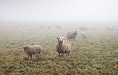 Sheep in mistの写真素材