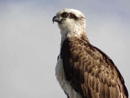 White bellied sea eagle close up Australiaの写真素材