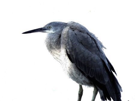 White faced heron on white backgroundの写真素材
