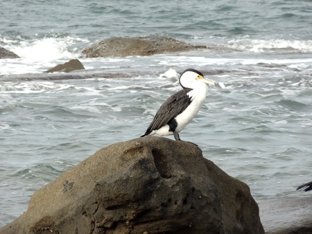 Cormorant perching on rock beside sea.の写真素材