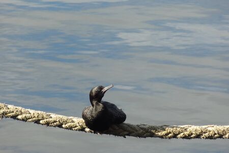 Cormorant perching on mooring rope in boat  harbour.の写真素材