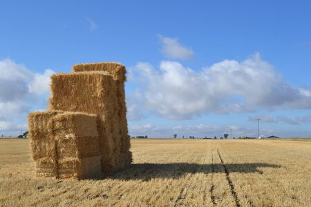 Rectangular hay bales in field, rural Queensland Australiaの写真素材