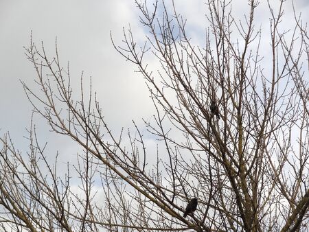 Autumn bare branches against an overcast skyの写真素材