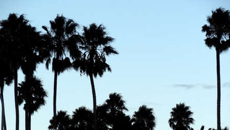 Silhouette of tall palm trees against blue skyの写真素材