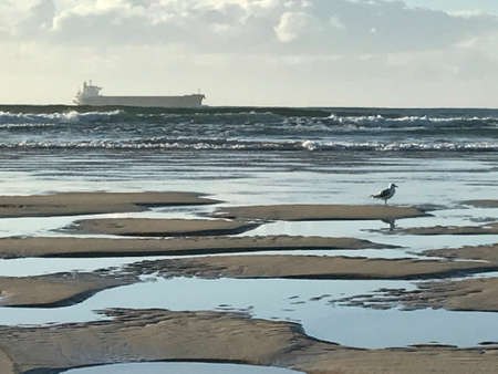 Hazy silhouette of merchant freighter on horizon with seagull in foregroundの写真素材