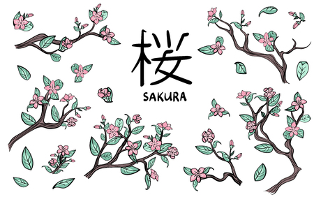 Branches of cherry blossoms. Pink sakura flowers. Vector illustration set, isolated on white background.のイラスト素材
