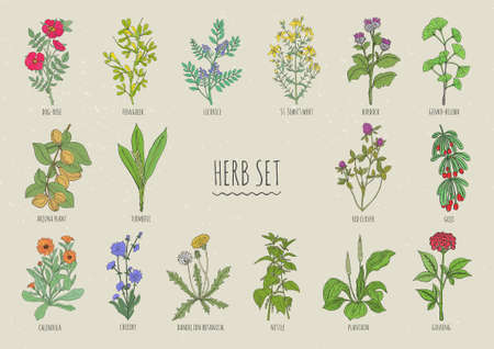 Set of herbs. Collection hand drawn isolated plants. Colorful.のイラスト素材