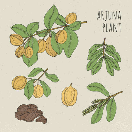 Arjuna, medical botanical ayurvedic tree. Plant, fruit, flowers, bark, leaves hand drawn set. Vintage colorful isolated illustration.のイラスト素材