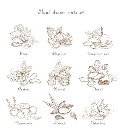 Nuts set, different kinds. Collection with almond, macadamia, pistachio, walnut, cashew, peanut, brazilian, pecan. Contour hand drawn illustration.のイラスト素材