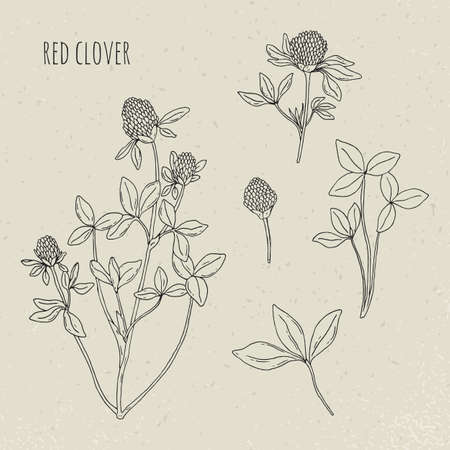 Red clover medical botanical isolated illustration. Plant, leaves, flowers hand drawn set. Vintage sketch.のイラスト素材