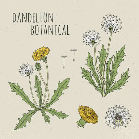 Dandelion medical botanical isolated illustration.のイラスト素材