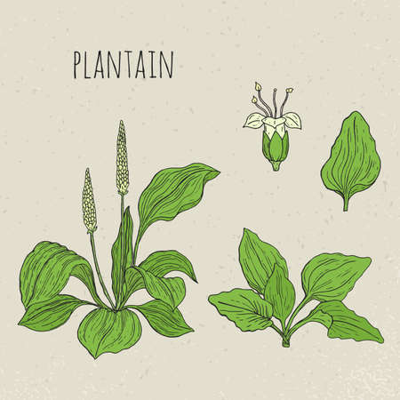 Plantain medical botanical isolated illustration. Plant, leaves, flowers hand drawn set. Vintage sketch colorful.のイラスト素材