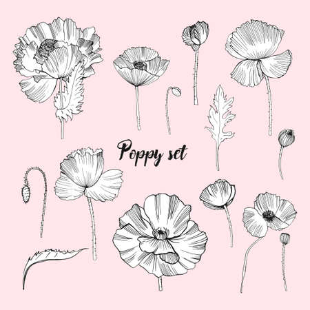 Set of various poppy. Contour flower collection. Black and white hand drawn illustration.のイラスト素材