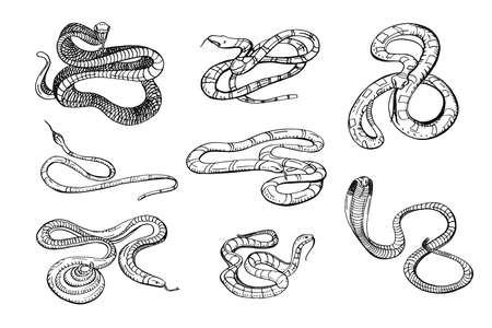 Set of various snake viper, cobra and other. Black and white hand drawn collection serpent. Vector illustration.のイラスト素材