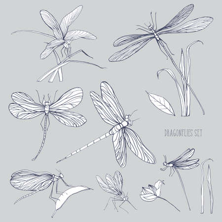 Set of various dragonflies in different poses. Monochrome hand drawn collection flying adder. Vector illustration.のイラスト素材