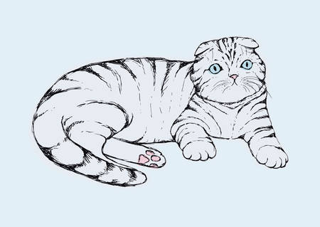 Fold cat - hand drawn vector illustration. Flap-eared tabby kitten is lying. Realistic portrait housecat.のイラスト素材