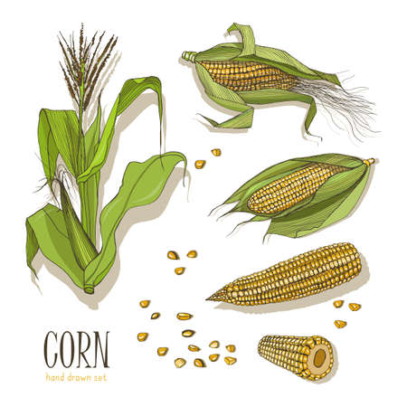 Set of corn plant. Colorful hand drawn collection maize. Vector illustration.のイラスト素材