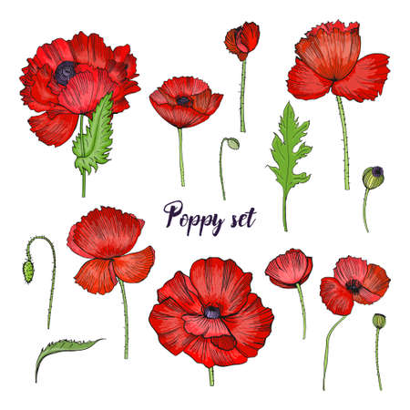 Set of various poppy. Red flower collection. Colorful hand drawn illustration.のイラスト素材