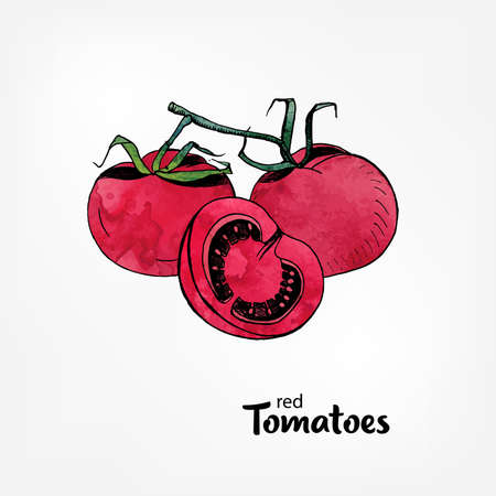 Red tomatoes on a branch. Whole and part in a cut. hand drawn illustration with watercolor texture.のイラスト素材