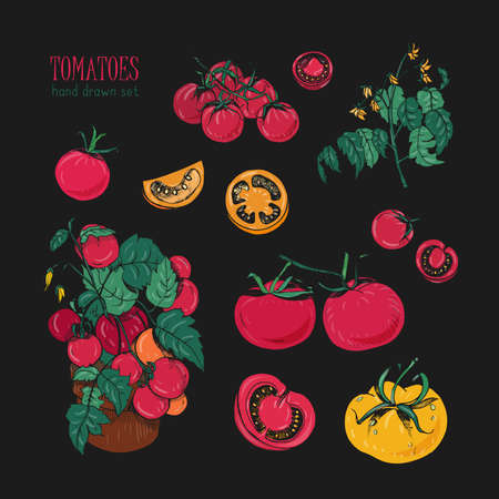 Tomato varieties, hand drawn set on black background. branch, flowers, bush, part in a cut. Colorful vector illustration with cherry tomatoes, red, orange, yellow colors.のイラスト素材