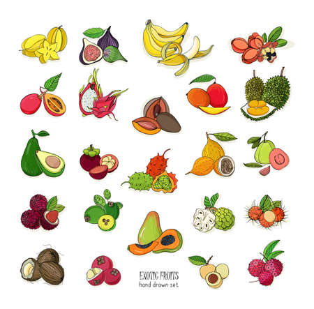 exotic tropical fruits hand drawn set. Collection of whole fruit and cutaway. Avocado, Ackee, Banana, Guava, Dogwood, Durian, Figs, Carambola, Kiwano, Coconut, Lychee, Longan, Mango, Mangosteen.のイラスト素材