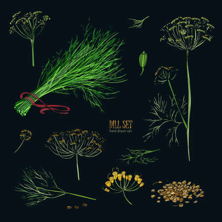 Dill set. Hand drawn colorful collection with greens, bunch, branch, flower, inflorescence, seeds. Vector illustration on black background.のイラスト素材