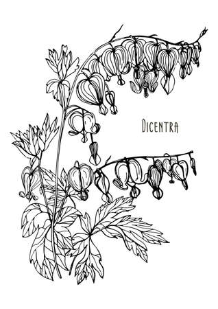 Bleeding Heart flower. Hand drawn black and white vector illustrのイラスト素材