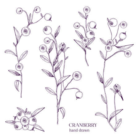 Cranberry set. Detailed hand drawn branches with berries. Black and white hand drawn illustrations.のイラスト素材