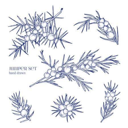 Juniper set. Detailed hand drawn branches with berries. Black and white hand drawn illustrations.のイラスト素材
