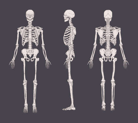 Set of realistic skeletons isolated on gray background. Anterior, lateral and posterior view.のイラスト素材