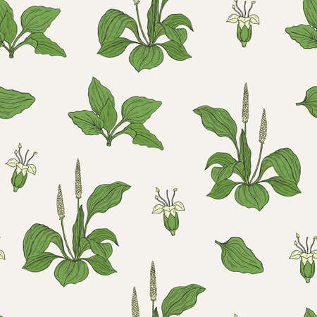 Gorgeous seamless pattern with plantains on light background. Beautiful wild plant with flowers and leaves hand drawn in vintage style. Botanical vector illustration for textile print, wallpaper.のイラスト素材