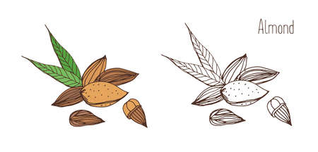 Beautiful colored and monochrome drawings of almond fruits in shell and shelled with pair of leaves. Delicious edible drupe or nut hand drawn in elegant vintage style. Natural vector illustrationのイラスト素材