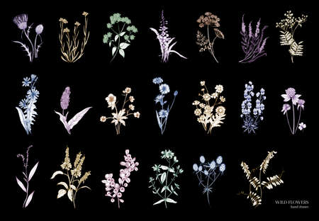 Collection of beautiful wild herbs, herbaceous flowering plants, blooming flowers, shrubs and subshrubs isolated on black background. Hand drawn detailed botanical vector illustration.のイラスト素材