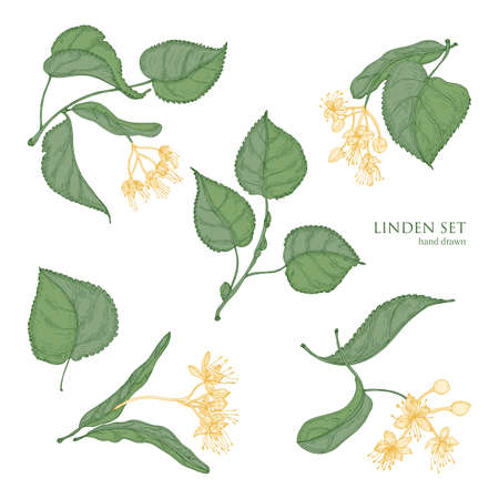 Beautiful detailed botanical drawings of linden green leaves and blooming yellow flowers. Hand drawn parts of flowering tree, view from different angles. Natural realistic vector illustrationのイラスト素材