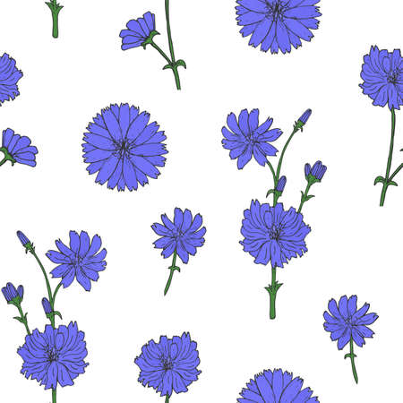 Gorgeous botanical seamless pattern with blooming purple chicory flower heads and buds hand drawn in vintage style.のイラスト素材