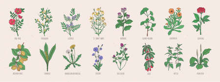 Collection of wild meadow herbs, blooming flowers and tropical plants with edible berries on white background.のイラスト素材