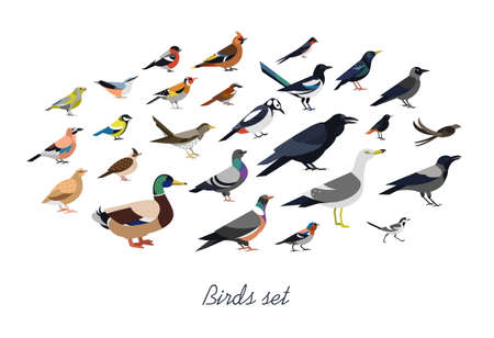 Collection of city synanthrope and wild forest birds drawn in flat geometric style, side view.のイラスト素材