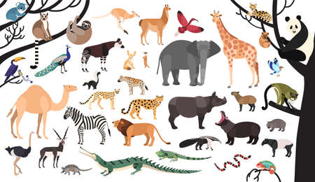 Collection of exotic animals and birds living in savannah and tropical forest or jungle isolated on white background. Set of cute cartoon characters. Flat bright colored vector illustration.のイラスト素材
