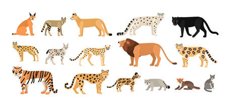 Collection of different wild and domestic cats. Exotic animals of Felidae family isolated on white background. Bundle of cute cartoon characters. Flat colorful zoological vector illustration.のイラスト素材
