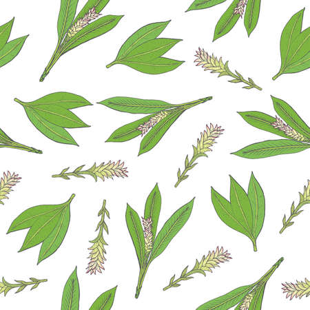 Botanical seamless pattern with green turmeric leaves and inflorescences hand drawn on white background. Backdrop with gorgeous medicinal flowering plant. Colorful natural vector illustration.のイラスト素材
