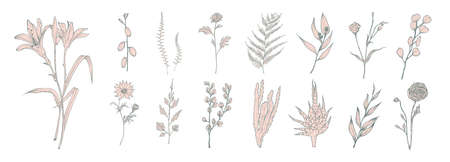 Collection of hand drawn pink flowers, ferns and succulent isolated on white background. Bundle of botanical drawings of elegant wild plants, floral decorations. Vintage natural vector illustration.の写真素材