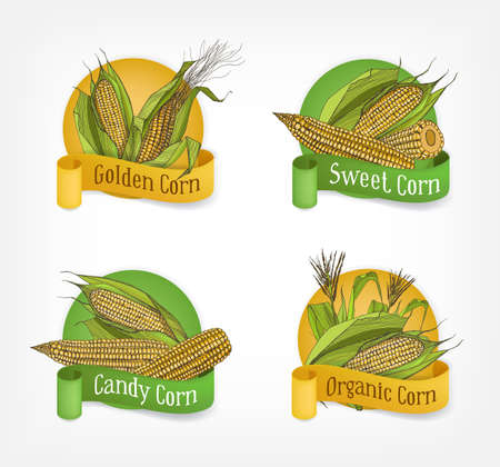 Collection of labels, badges or logotypes with realistic hand drawn cobs of organic corn or corncobs and ribbons isolated on white background. Vector illustration for agricultural products promotion.のイラスト素材