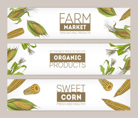 Collection of horizontal banner templates with realistic hand drawn cobs of sweet corn or corncobs on white background. Vector illustration for farm market advertisement, organic products promotionのイラスト素材