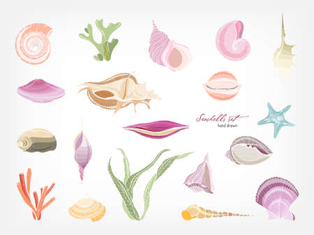 Collection of gorgeous hand drawn seashells, corals and seaweed isolated on white background. Bundle...