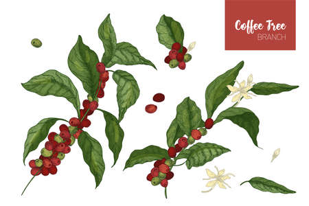 Bundle of botanical drawings of coffea or coffee tree branches with leaves, flowers and ripe fruits isolated on white background. Colorful vector illustration hand drawn in elegant vintage style.のイラスト素材