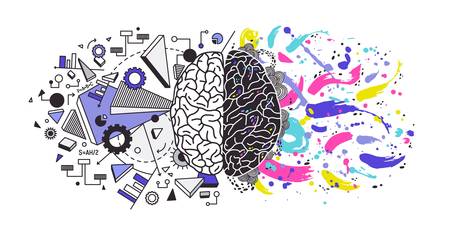 Human brain divided into right and left cerebral hemispheres responsible for different functions -...