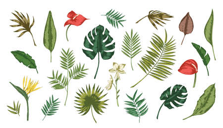 Collection of tropical leaves of various plants isolated on white background. Set of exotic foliage of different size and color. Natural design elements. Colorful realistic vector illustration.のイラスト素材
